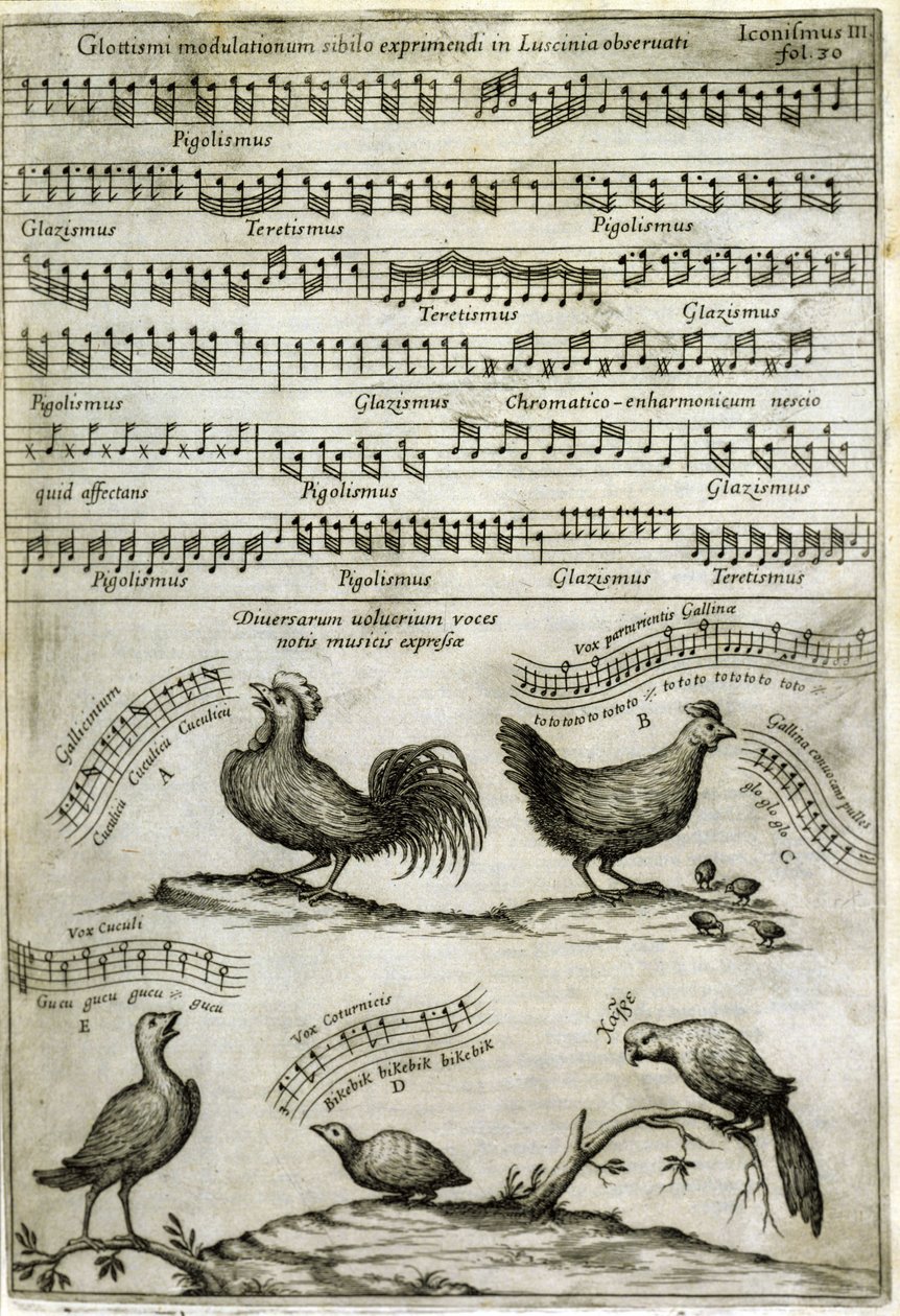 Das von bestimmten Vögeln ausgesendete Lied, ausgedrückt durch musikalische Noten nach: „Musurgia Universalis“ von Athanasius Kircher von Athanasius Kircher