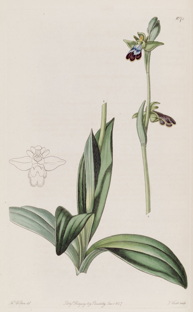 Illustration von Ophrys fusca von Augusta Innes Withers
