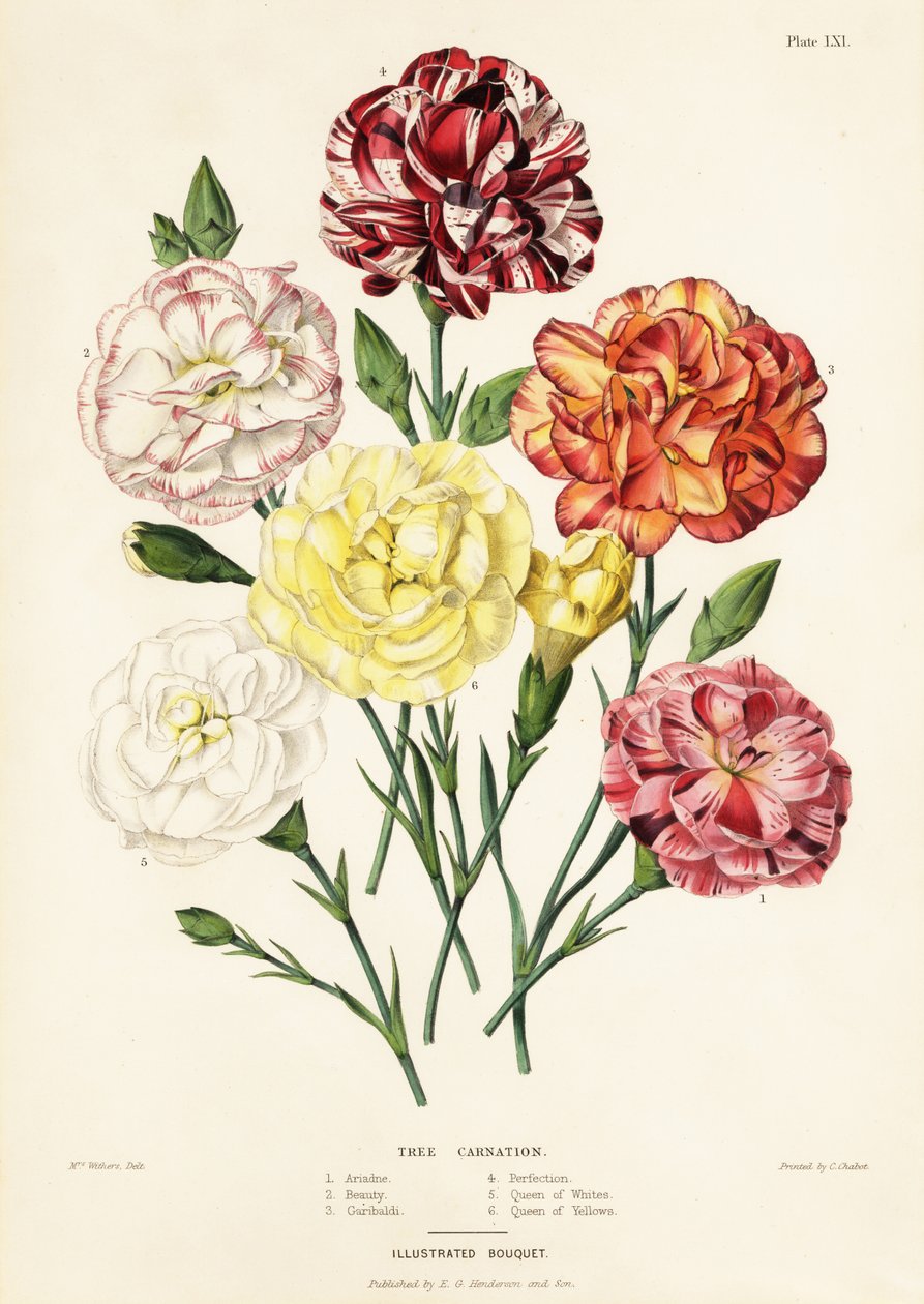 Baumnelkenarten, Dianthus caryophyllus: Ariadne 1, Schönheit 2, Garibaldi 3, Perfektion 4, Königin der Weißen 5, Königin der Gelben 6 von Augusta Innes (after) Withers