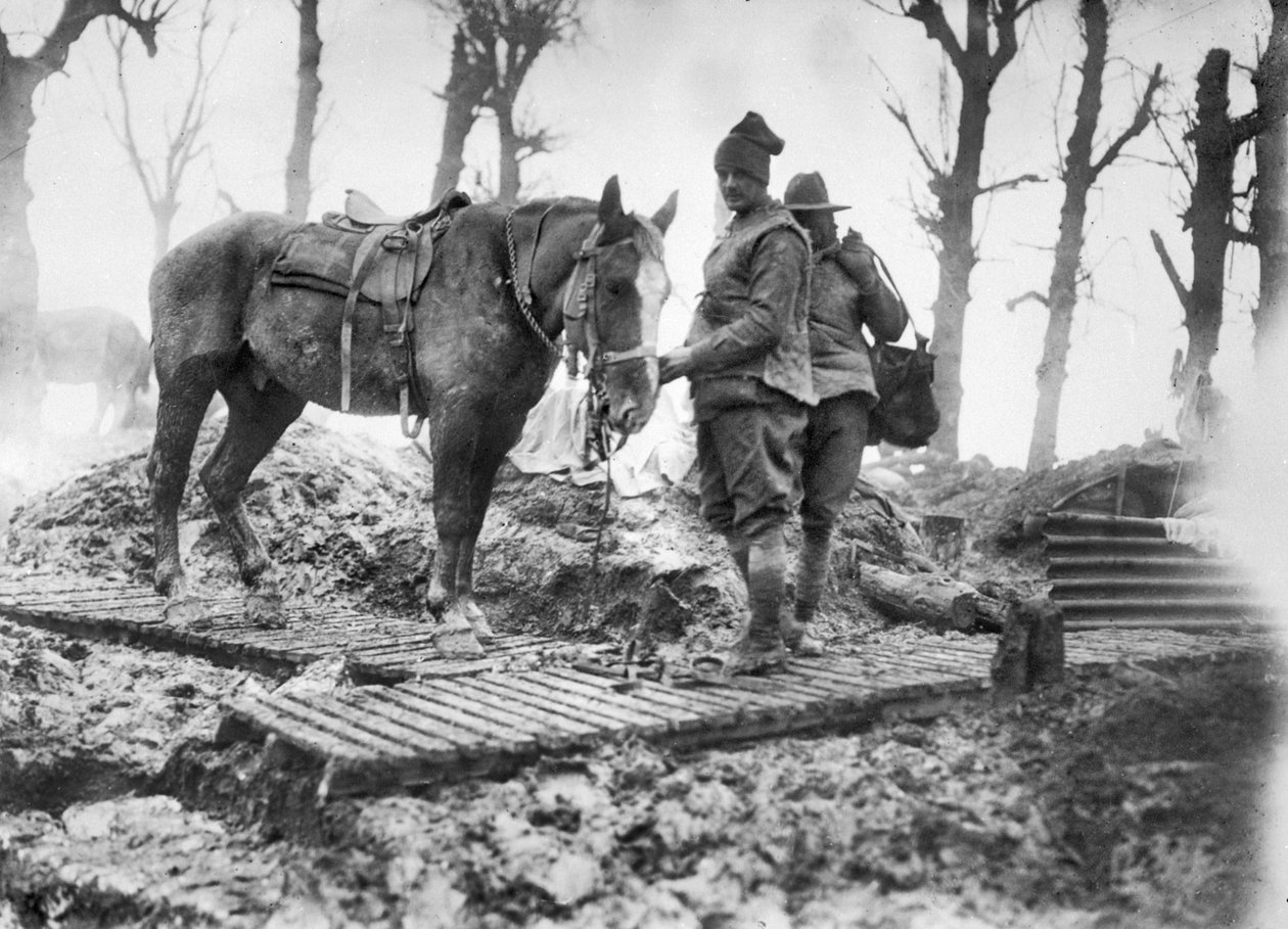 Ein Artilleriepferd, das zur Munitionstransport zu den Geschützen verwendet wird, und sein unbekannter australischer Fahrer auf einem Duckboard-Weg zwischen Mametz und Montauban, Dezember 1916 von Australian Photographer
