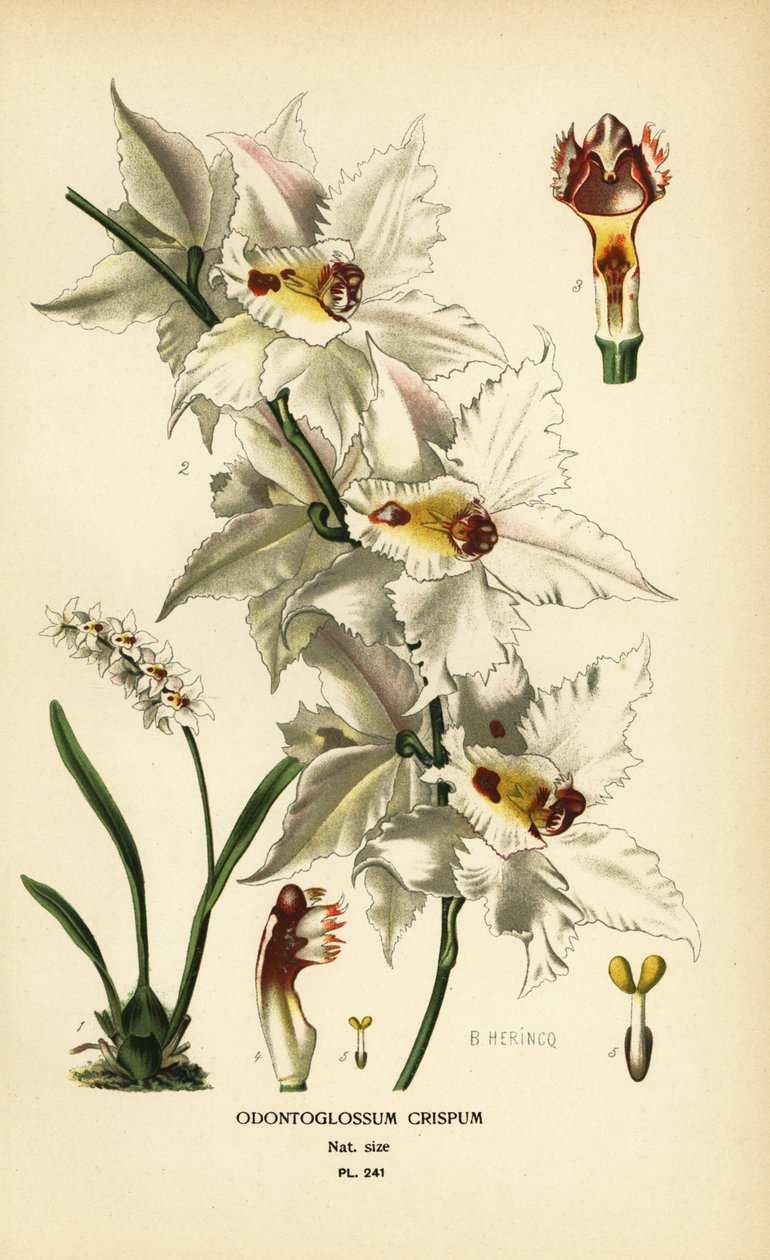 Oncidium alexandrae Orchidee, Odontoglossum crispum. Chromolithographie nach einer Illustration von B. Herincq aus Edward Step