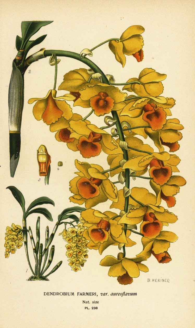 Shi hu shu Orchidee, Dendrobium farmeri var. aureoflavum. Chromolithographie nach einer Illustration von B. Herincq aus Edward Step