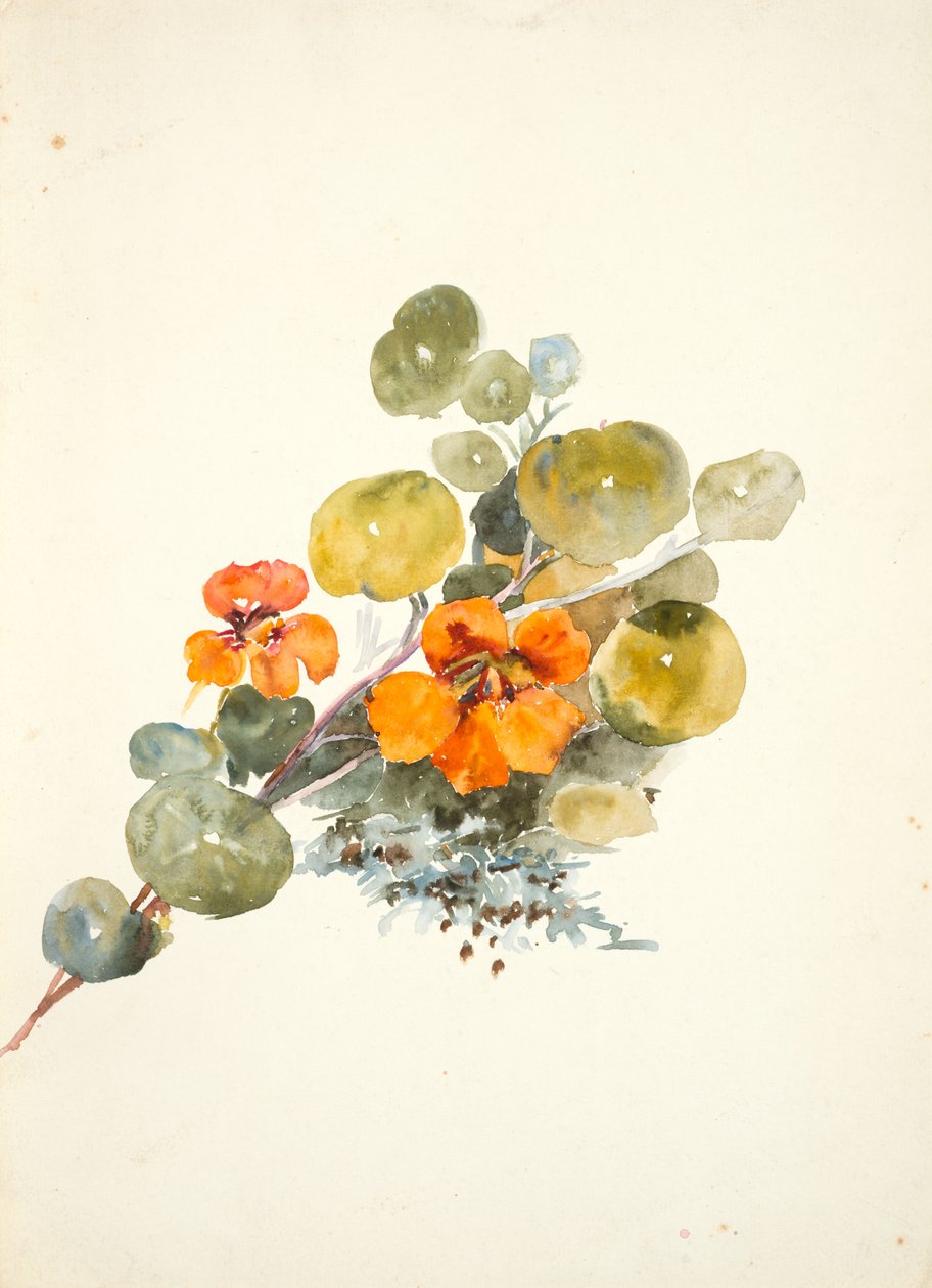 Kapuzinerkresse von Barbara Leigh Smith Bodichon
