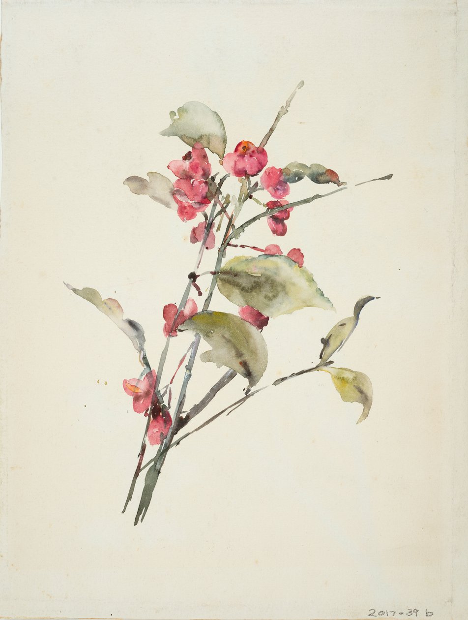 Rosa Blumen von Barbara Leigh Smith Bodichon