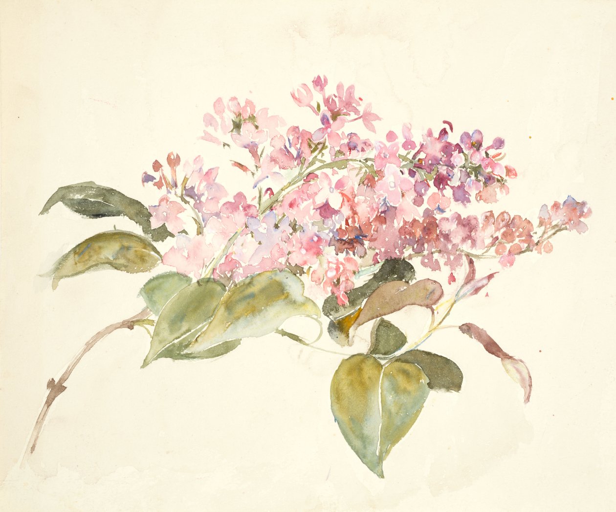 Rosa Blumen von Barbara Leigh Smith Bodichon