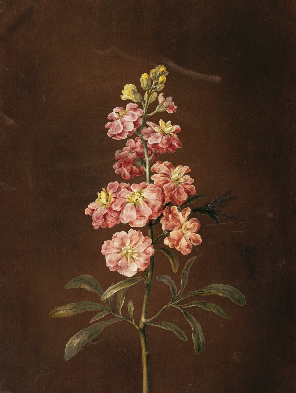 Eine rosa Stockrose mit einer Libelle von Barbara Regina Dietzsch