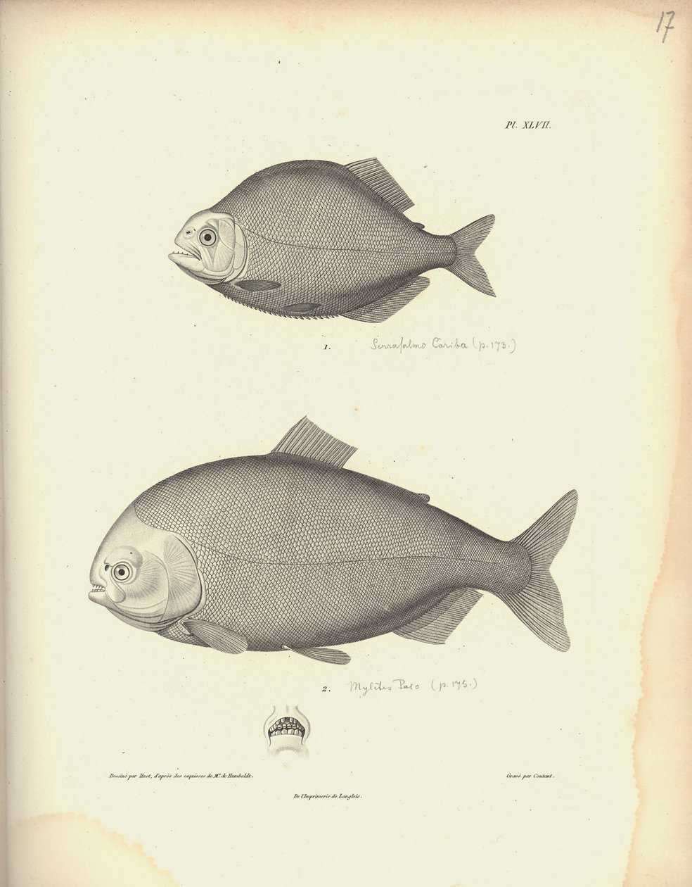Characidae, Pl. XLVII, stahlgraviert von Coutant nach einer Gravur von Nicola Huet, Illustration aus 