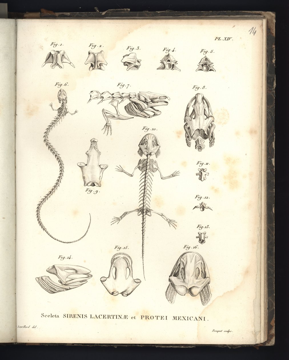 Sceleta Strenis Lacertinae et Protei Mexicani, Tafel XIV, Osteologie der Sirenomelie und Axolotl von Baron Friedrich Alexander von Humboldt