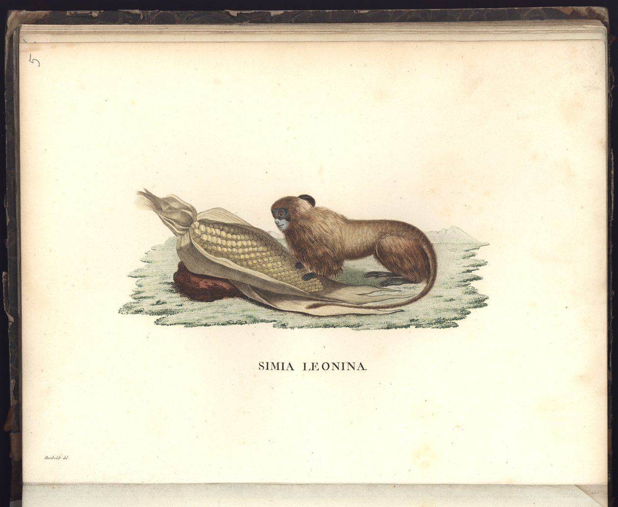 Simia leonina, Pl.V, Illustration aus Beobachtungen aus der Zoologie und Vergleichenden Anatomie gesammelt auf einer Reise nach den Tropen-Ländern des neuen Kontinents, in den Jahren 1799, 1800, 1801 von Baron Friedrich Alexander von Humboldt