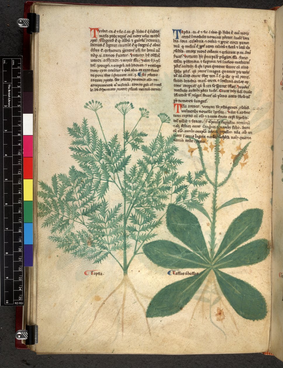 Egerton 747 f.101v Tractatus de Herbis, ca. 1280-1310 von Bartholomaei Mini de Senis