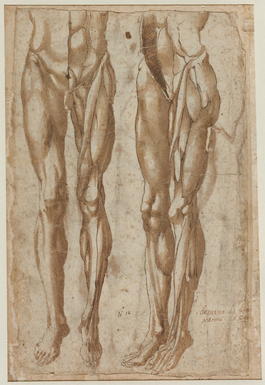 Zwei Studien eines gehäuteten Mannes (recto) von Bartolommeo da Arezzo