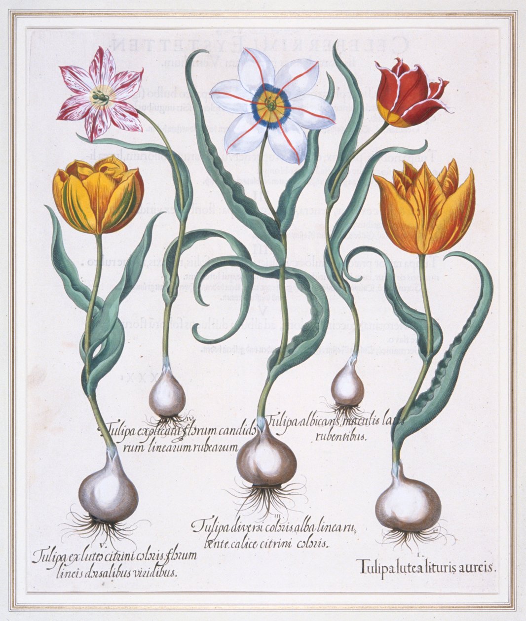 Tulipa Lutea Lituris Aureis, Gebrochene gelbe Sylvestris-Tulpe, 1613 von Basil Besler