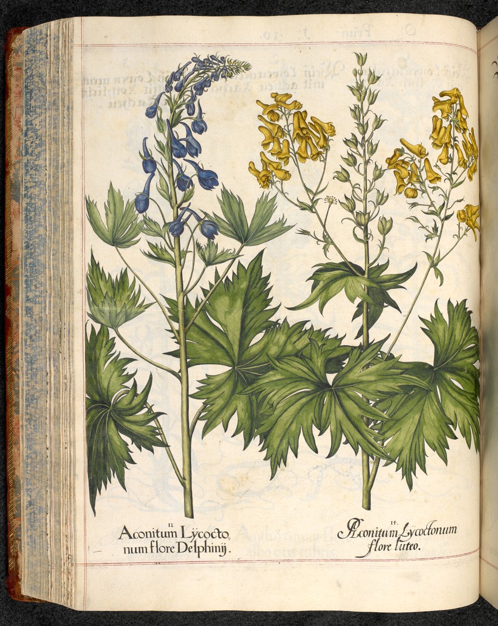 Aconitum lycoctonum (Wolfswurz) aus Hortus Eystettensis, Basilius Besler von Basilius Besler