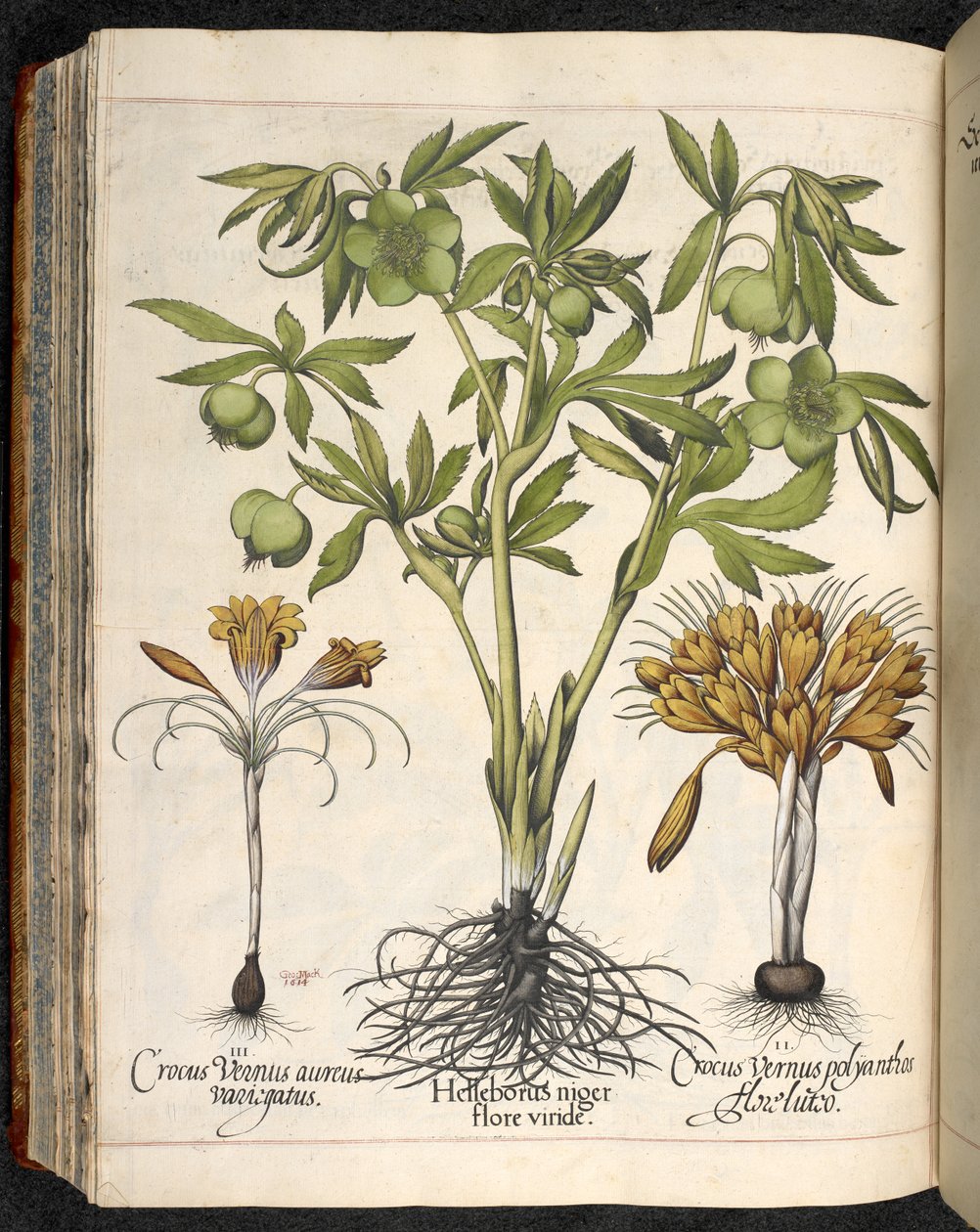 Helleborus niger, Crocus vernus, aus Hortus Eystettensis, von Basilius Besler von Basilius Besler