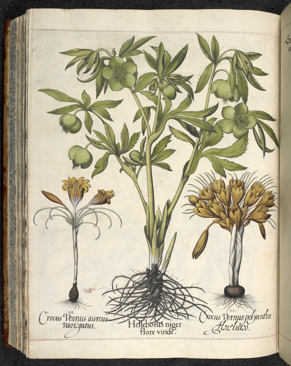 Helleborus niger, Illustration aus 