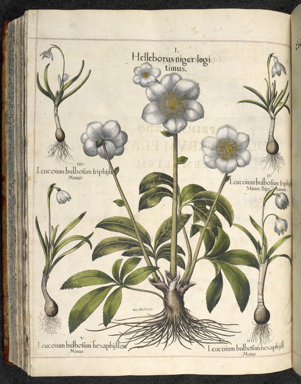 Helleborus niger, Illustration aus 