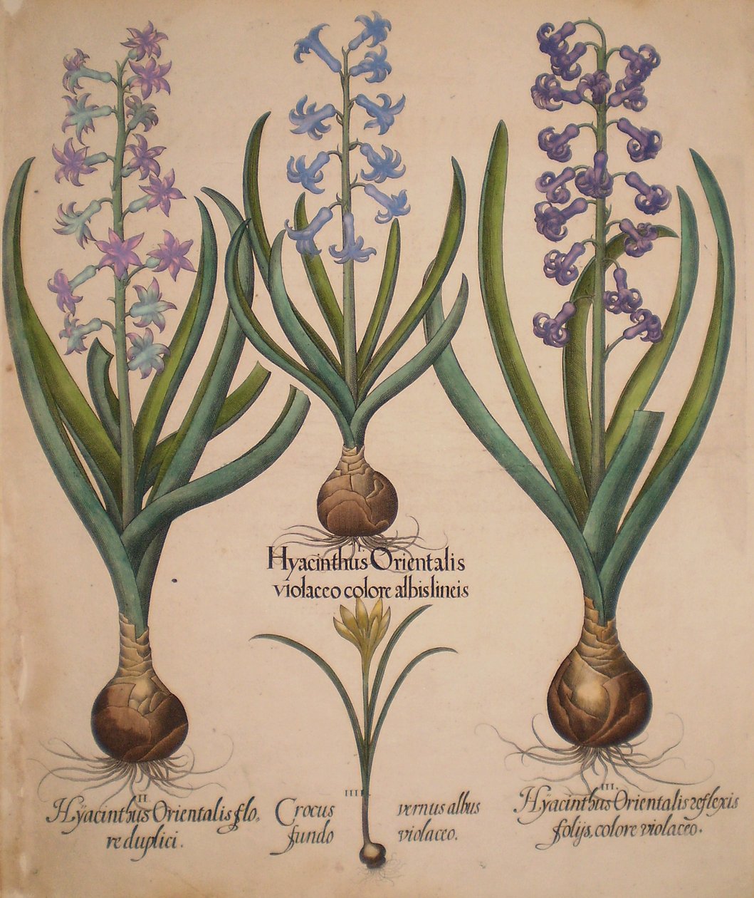 Hyacinthus orientalis floreduplici-Hyacinthus orientalis violaceo albislienis-Crocus vernus albus fundo violaceo-Hyacinthus orientalis reflexis folys colore violaceo von Basilius Besler