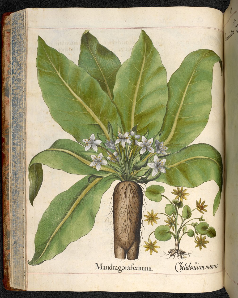 Tafel 29: Mandragora foemina (Alraune), aus Hortus Eystettensis, von Basilius Besler von Basilius Besler