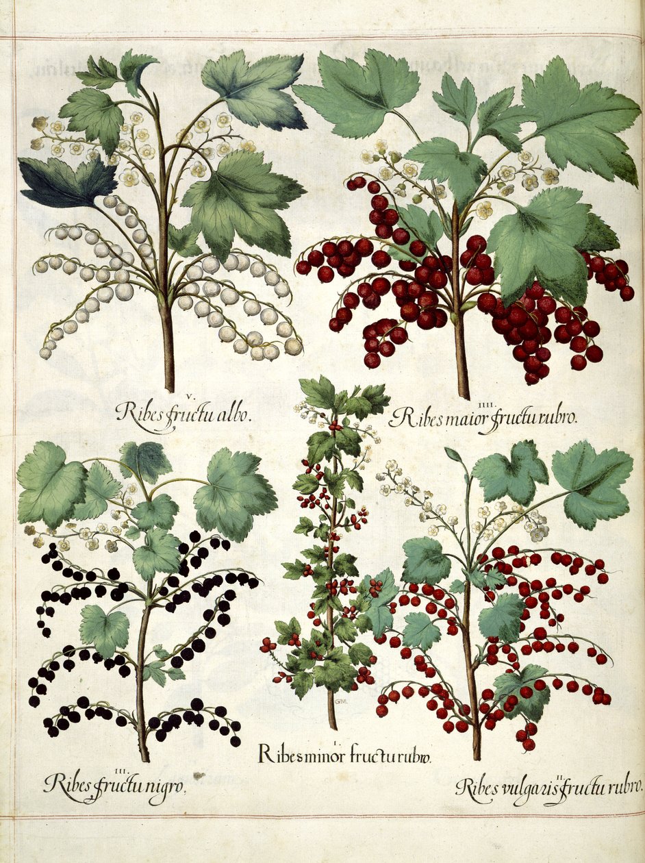Rote und schwarze Johannisbeerpflanzen, aus 