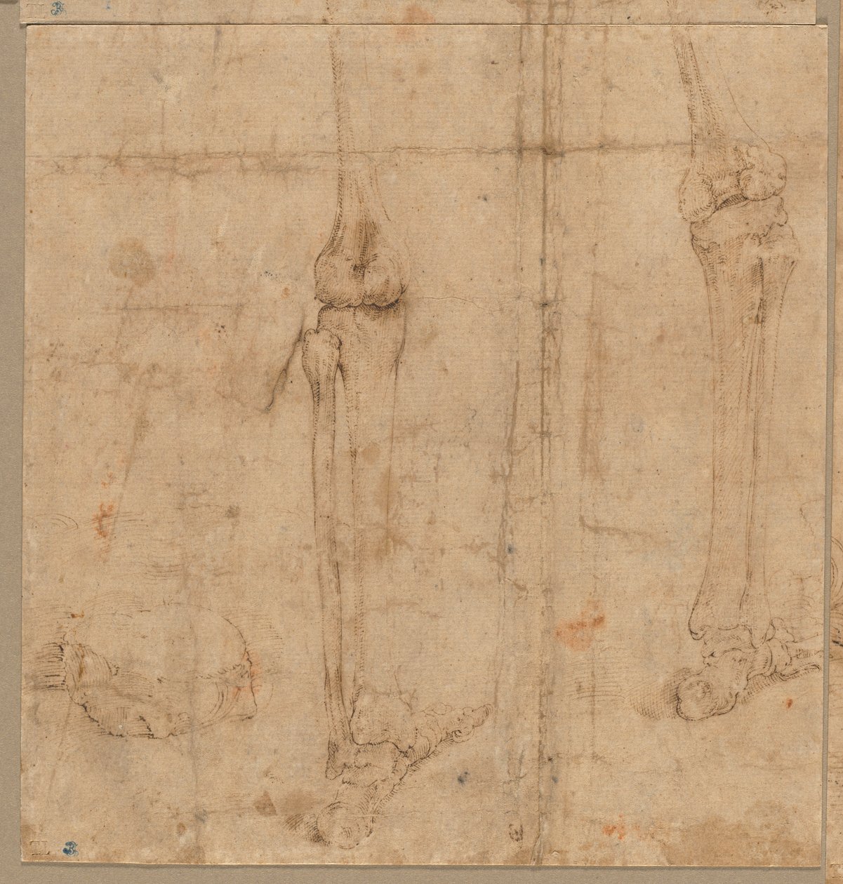 Untere Hälfte eines Skeletts von hinten, frühe 1540er Jahre von Battista Franco