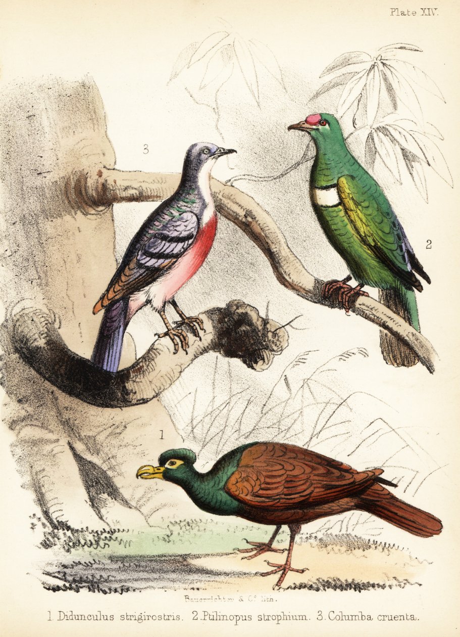 Zahnschnabeltaube, Weißbrust-Fruchttaube und Luzon-Blutbrusttaube. 1855 von Bauerrichter