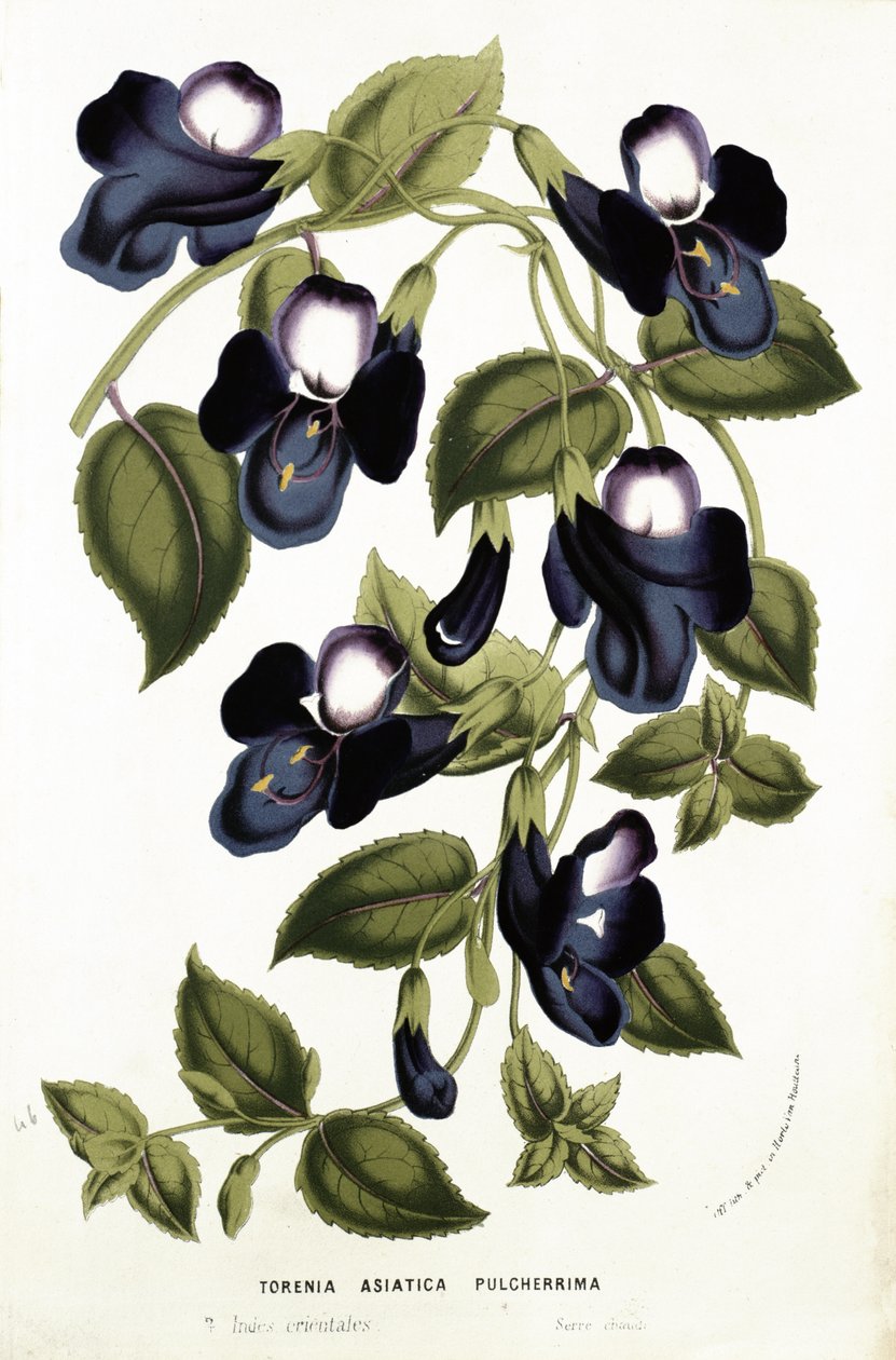 Torenia Asiatica pulcherrima, aus 