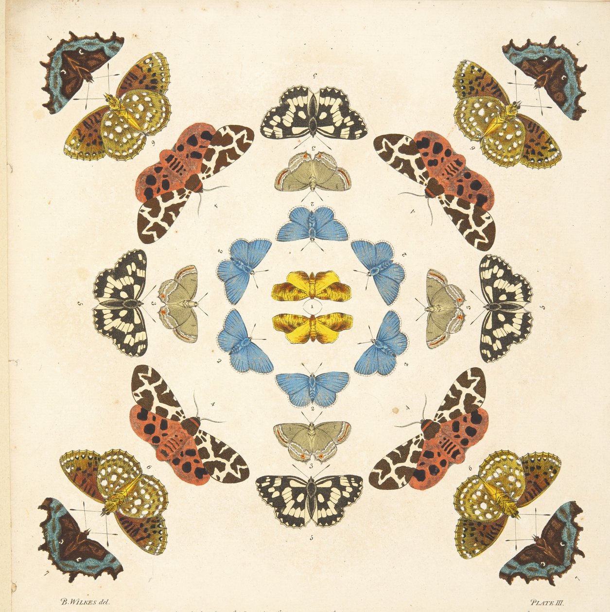 Detail von Tafel III, aus A Rare Depiction of Butterflies and Moths, veröffentlicht 1764 von Benjamin Wilkes