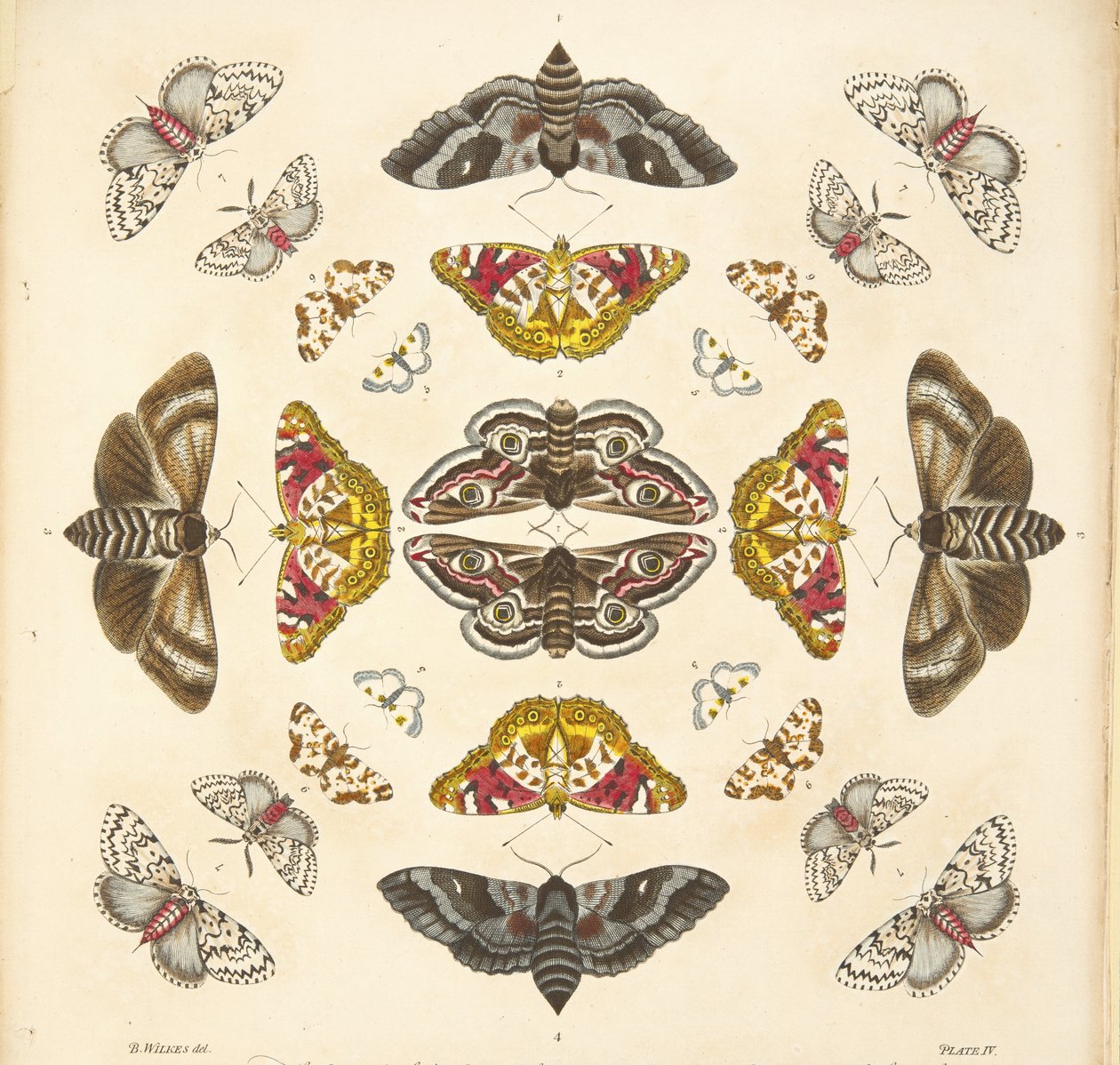 Detail von Tafel IV, aus A Rare Depiction of Butterflies and Moths, veröffentlicht 1764 von Benjamin Wilkes