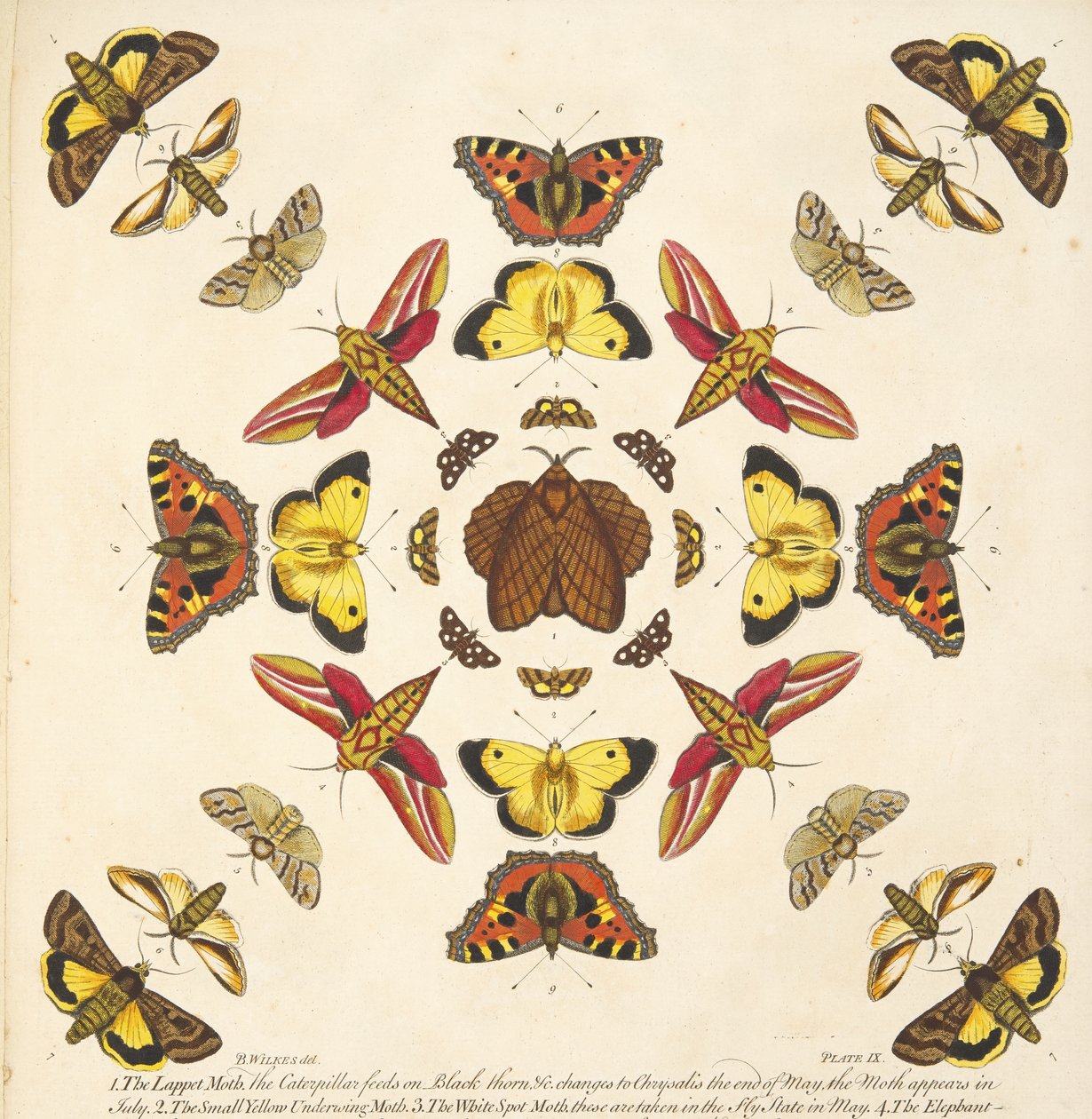 Detail von Platte IX, aus Eine seltene Darstellung von Schmetterlingen und Motten, veröffentlicht 1764 von Benjamin Wilkes