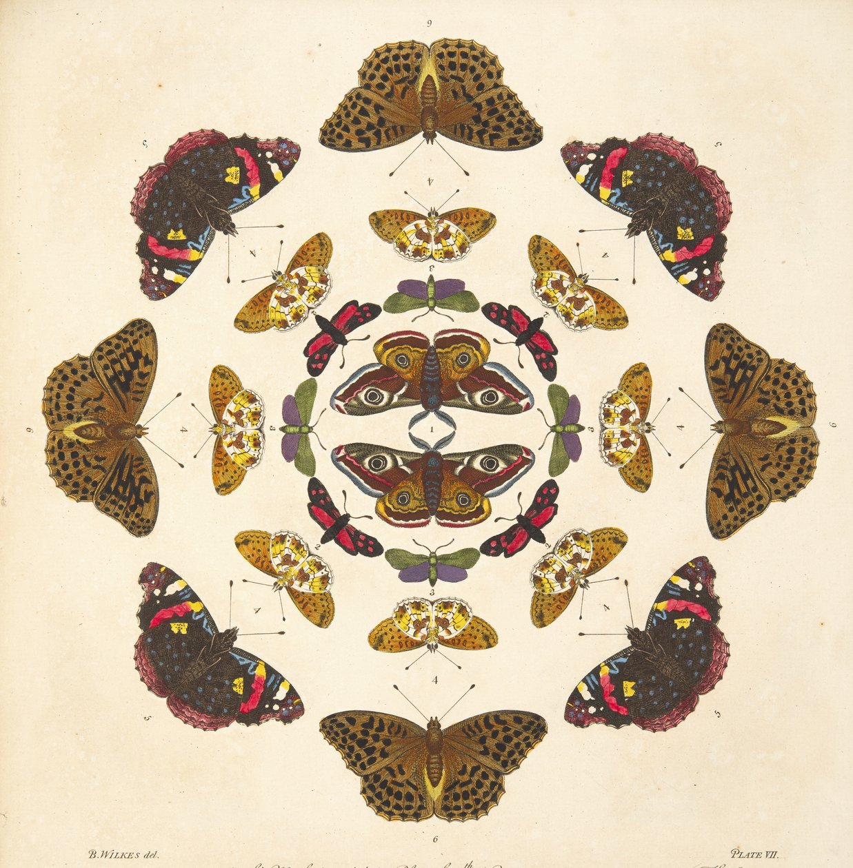 Detail von Tafel VII, aus A Rare Depiction of Butterflies and Moths, veröffentlicht 1764 von Benjamin Wilkes