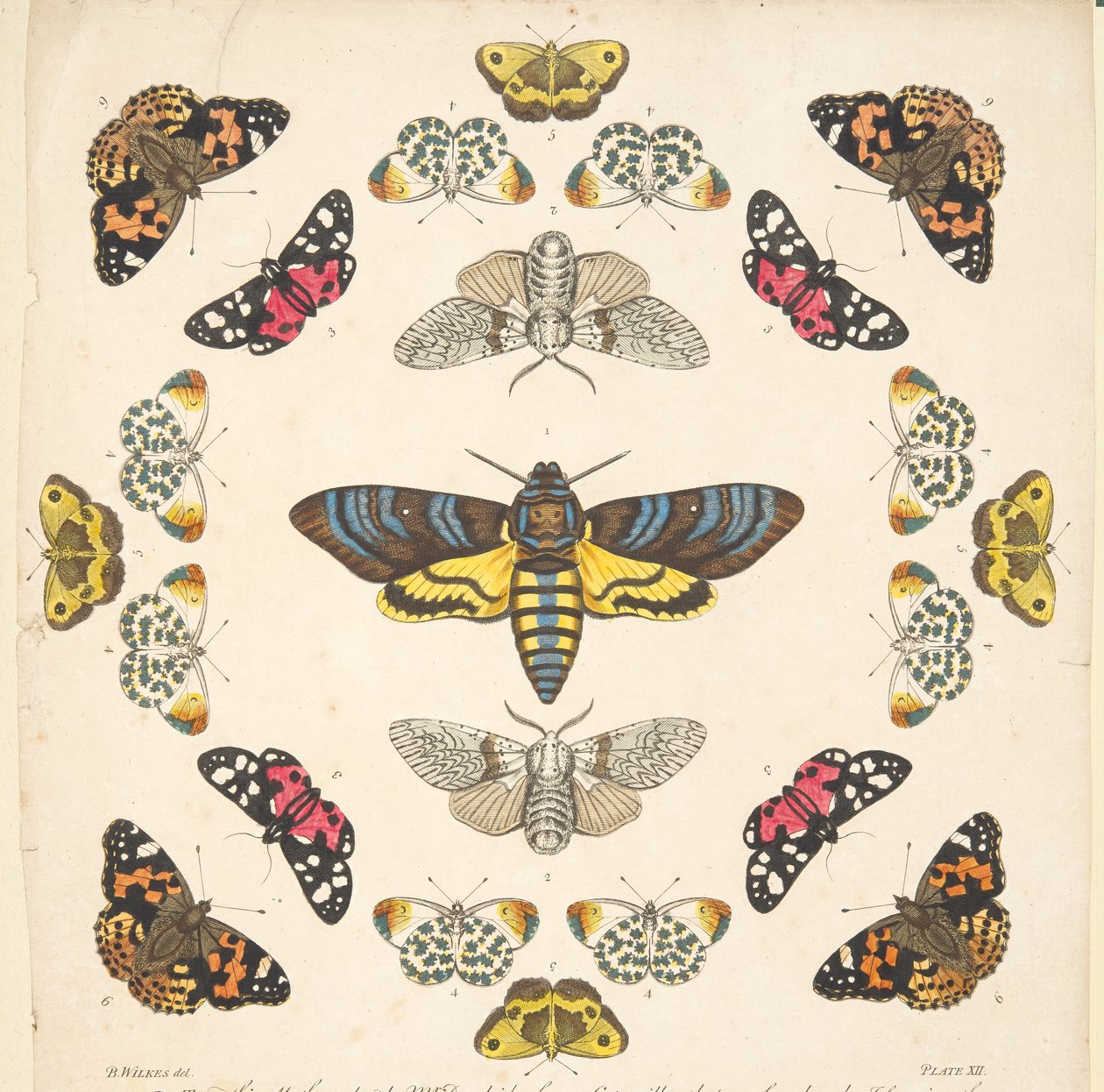 Detail aus Platte XII, aus Eine seltene Darstellung von Schmetterlingen und Motten, veröffentlicht 1764 (handkolorierter Kupferstich) von Benjamin Wilkes