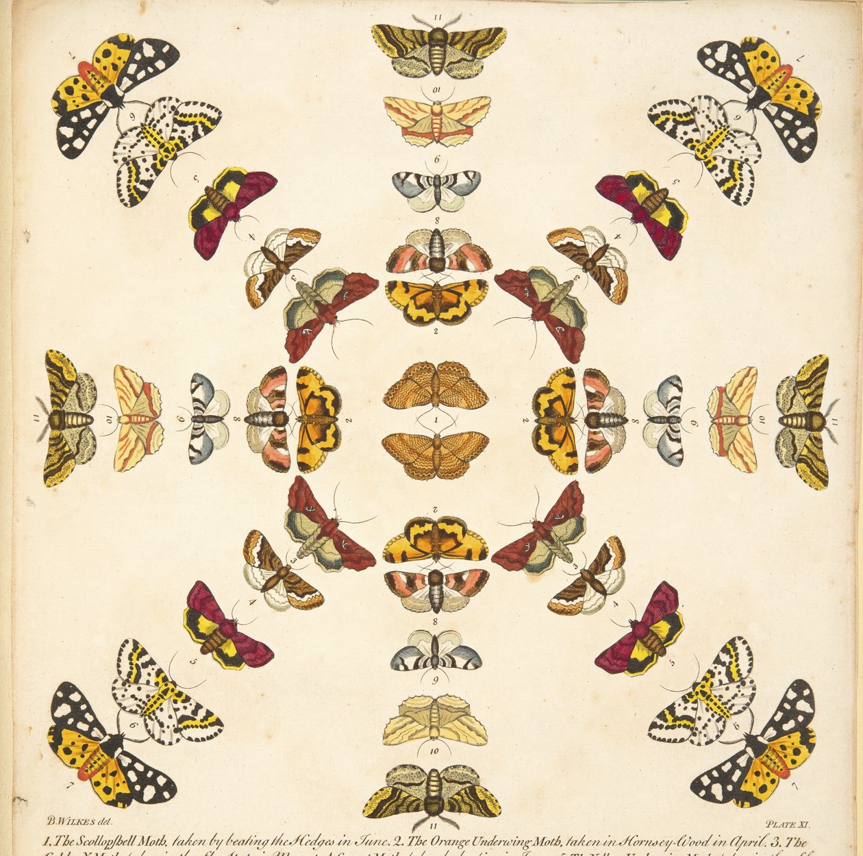Detail aus Tafel XI, aus Eine seltene Darstellung von Schmetterlingen und Motten, veröffentlicht 1764 (handkolorierte Gravur) von Benjamin Wilkes