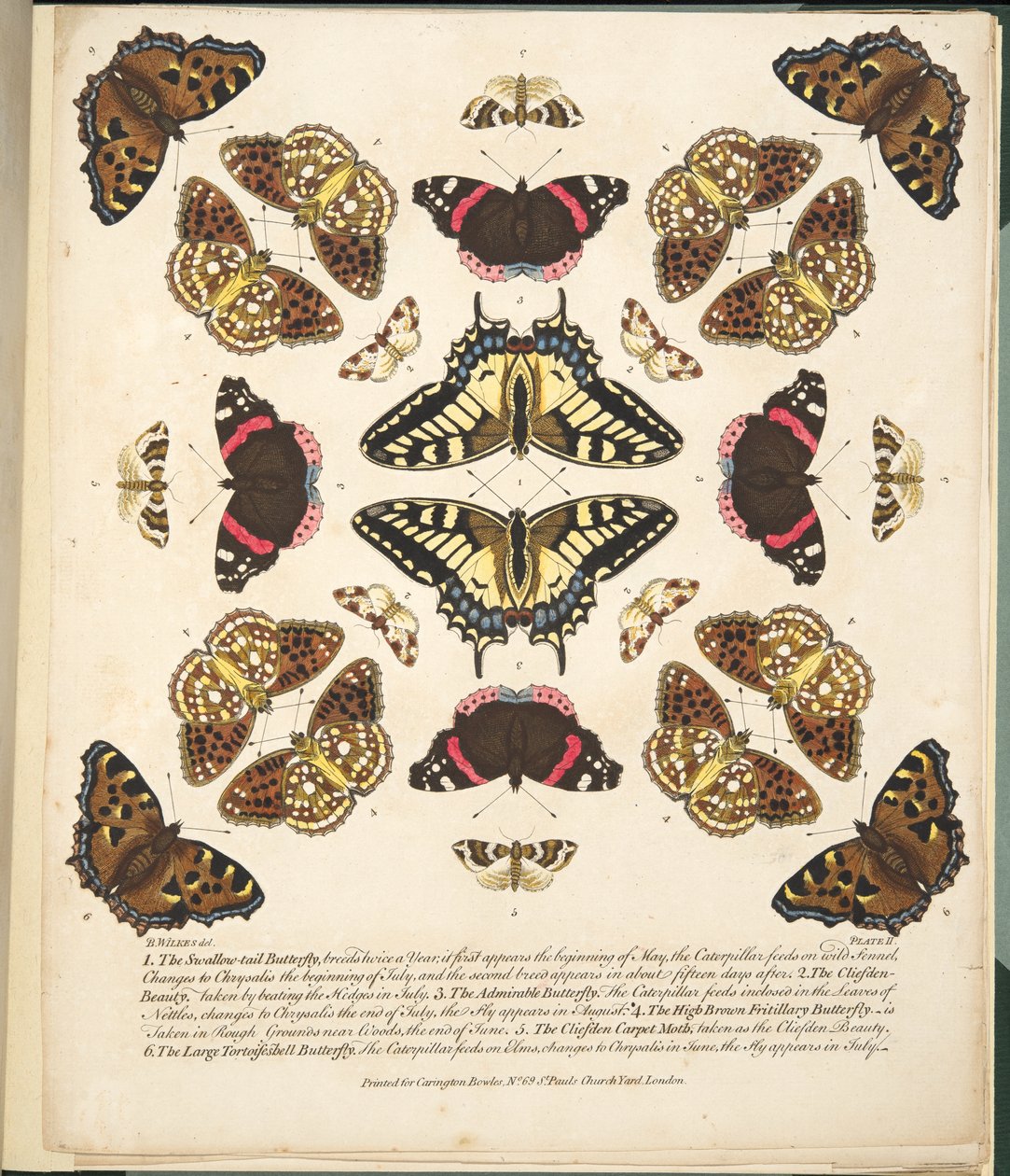 Tafel II, aus A Rare Depiction of Butterflies and Moths, veröffentlicht 1764 von Benjamin Wilkes