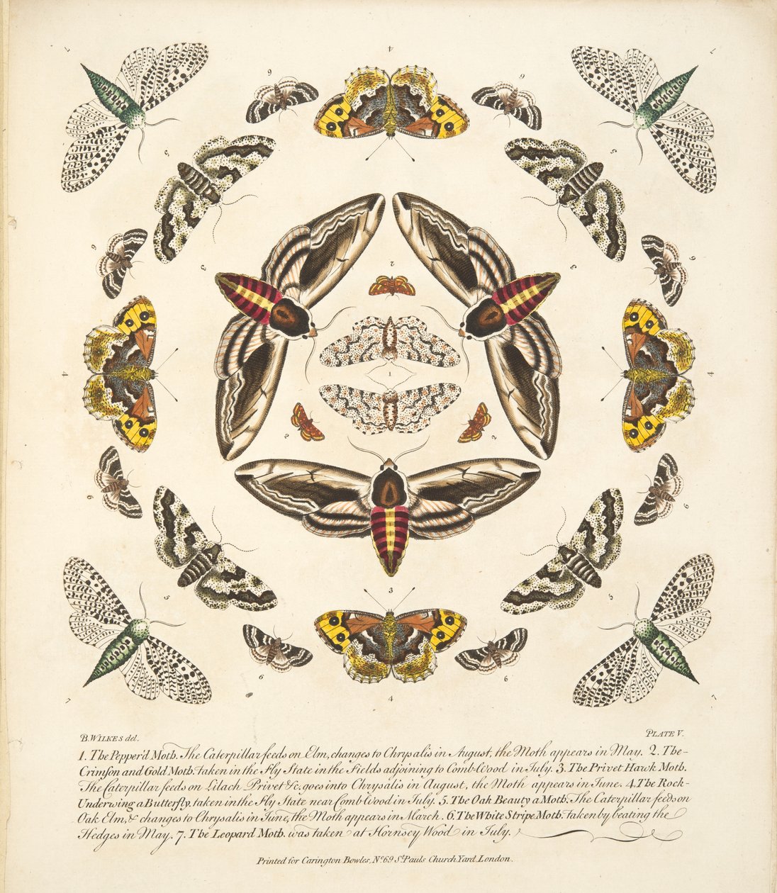 Tafel V, aus A Rare Depiction of Butterflies and Moths, veröffentlicht 1764 von Benjamin Wilkes