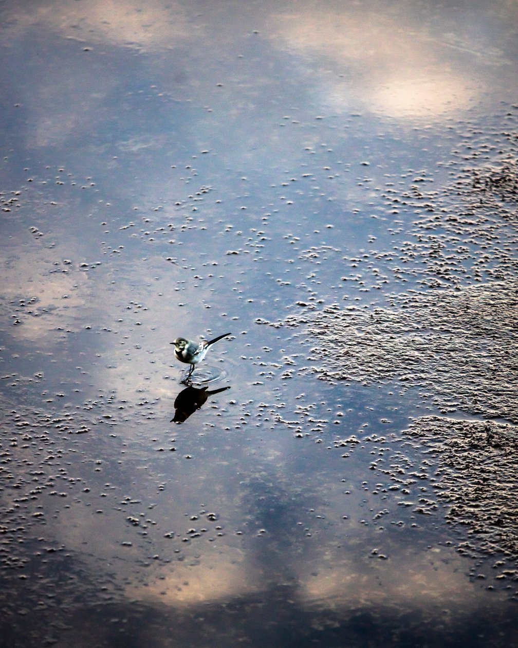 Vogel auf dem Fluss Garonne in Toulouse, Haute-Garonne von Bernard Bonnefon
