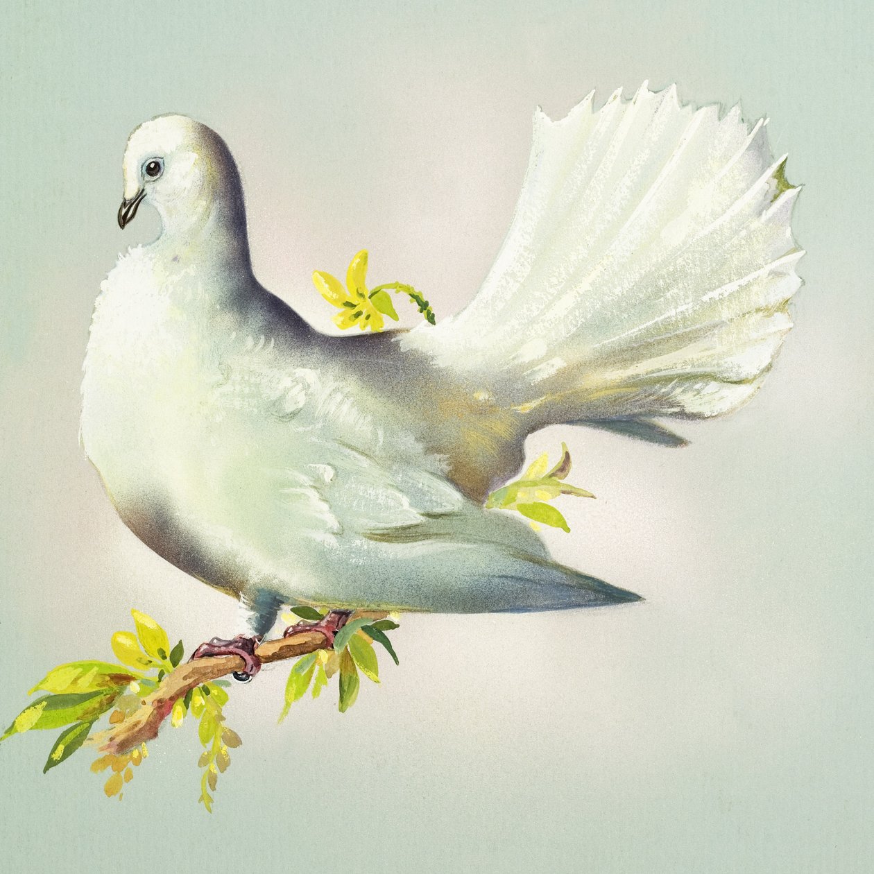 Pfautaube von Bert Illoss