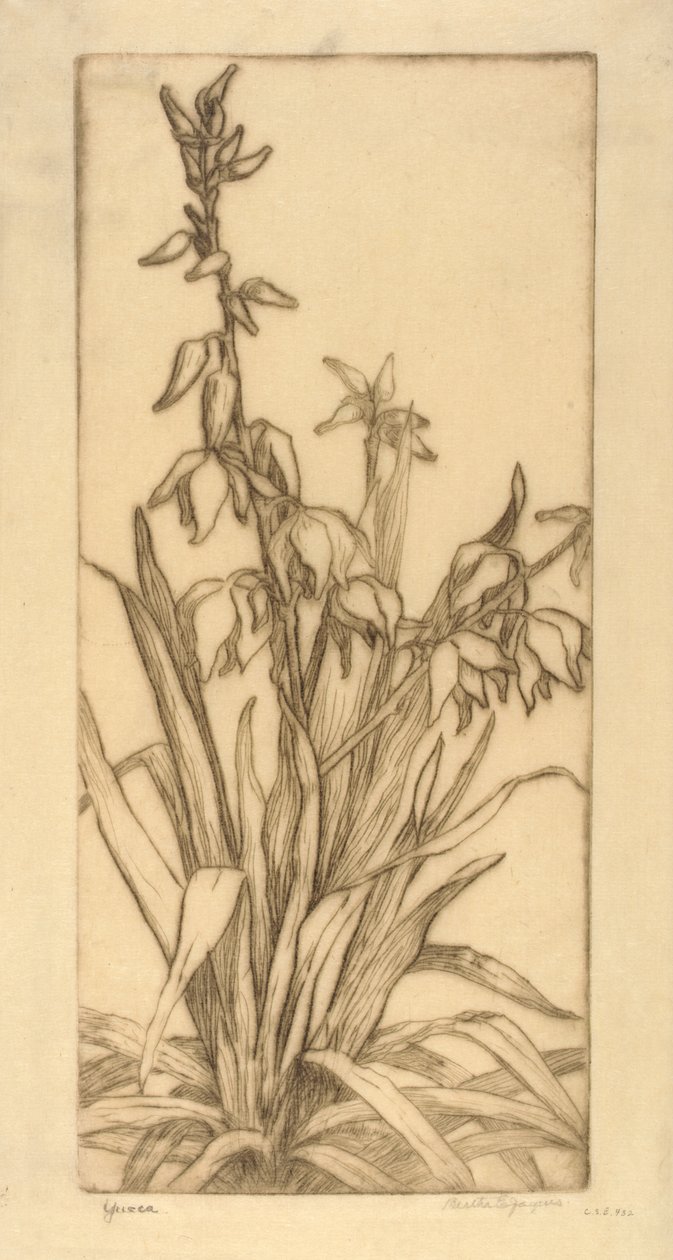 Yucca von Bertha E. Jaques