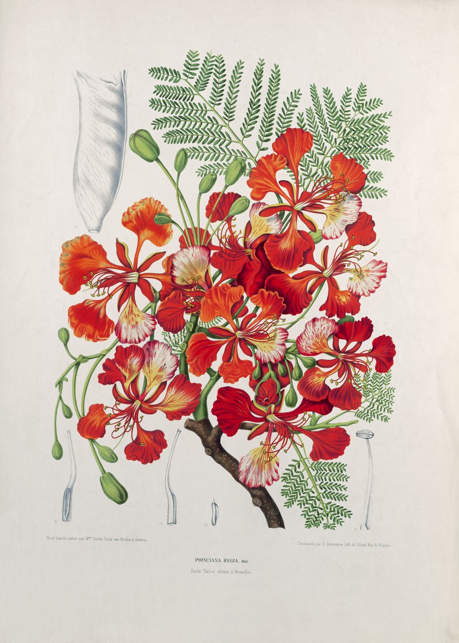 Poinciana Regia, Illustration aus Fleurs, Fruits et Feuillages Choises de la Flore et de la Pomone de l