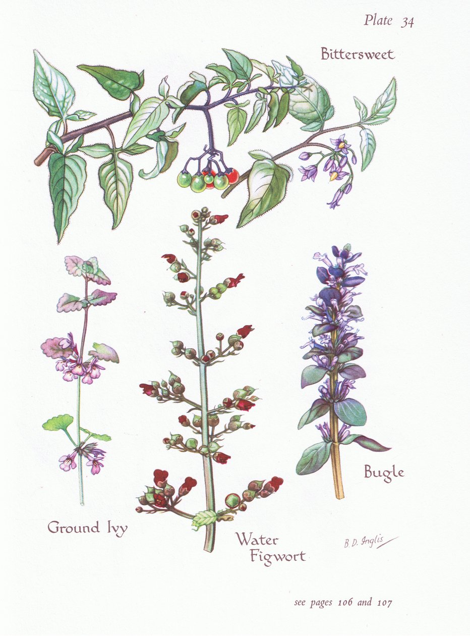 Bittersüß, Gundermann, Günsel, Wasser-Schwertlilie von Bessie D. Inglis