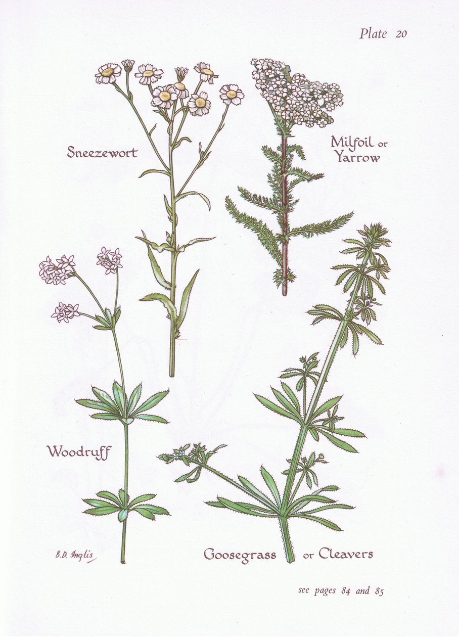 Berufkraut, Schafgarbe, Waldmeister, Klettenlabkraut von Bessie D. Inglis