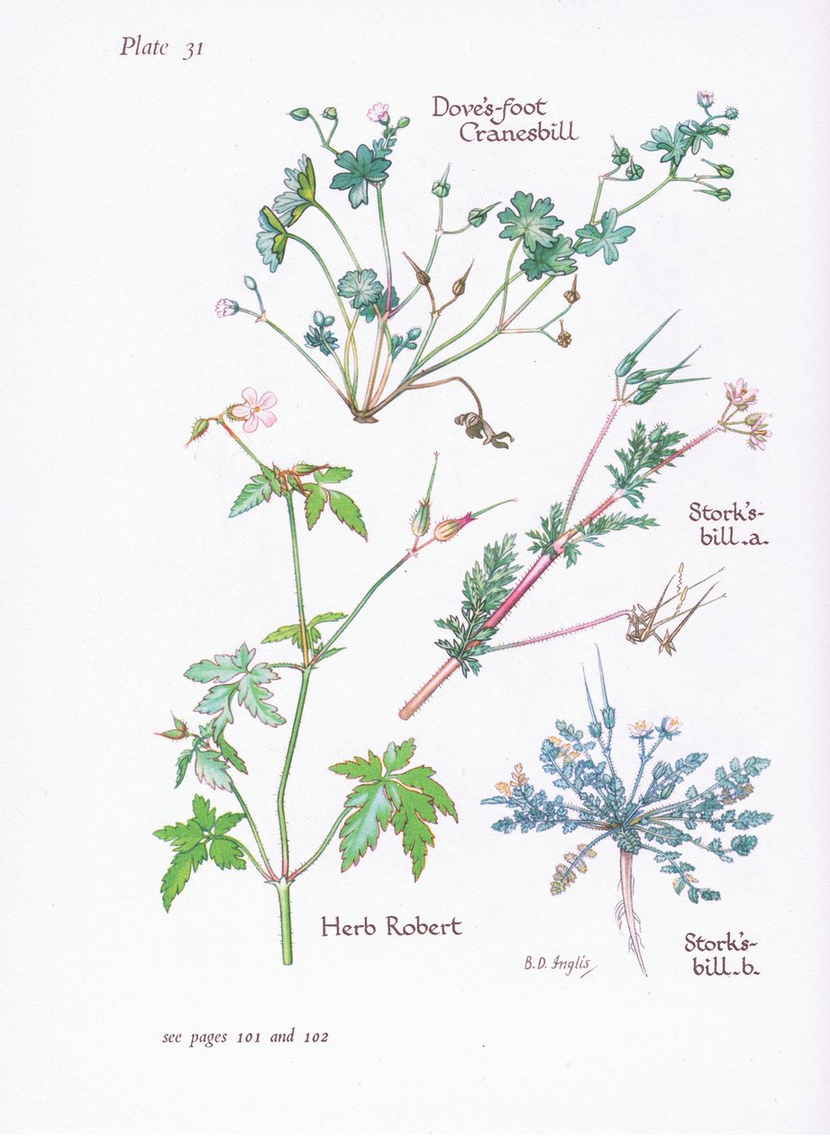Storchschnabel, Taubenkropf, Storchschnabel, Ruprechtskraut von Bessie D. Inglis