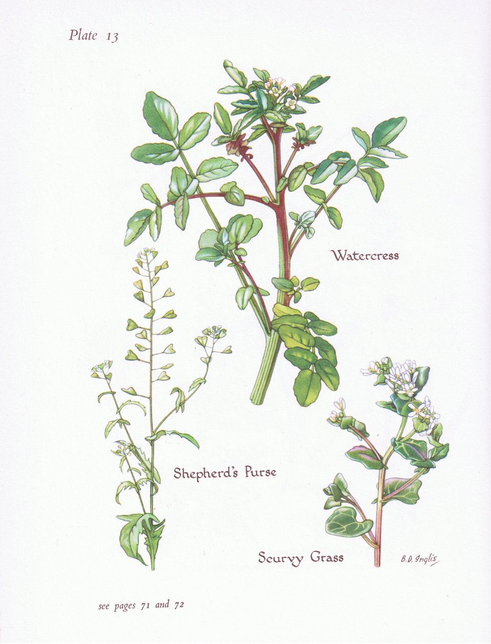 Brunnenkresse, Hirtentäschel, Löffelkraut von Bessie D. Inglis