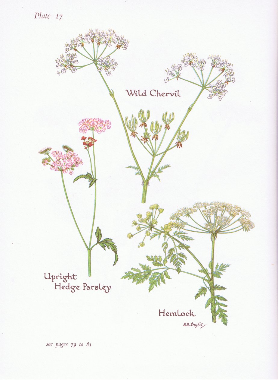 Wilde Möhre, Schierling, Aufrechte Hecken-Kälberkropf von Bessie D. Inglis