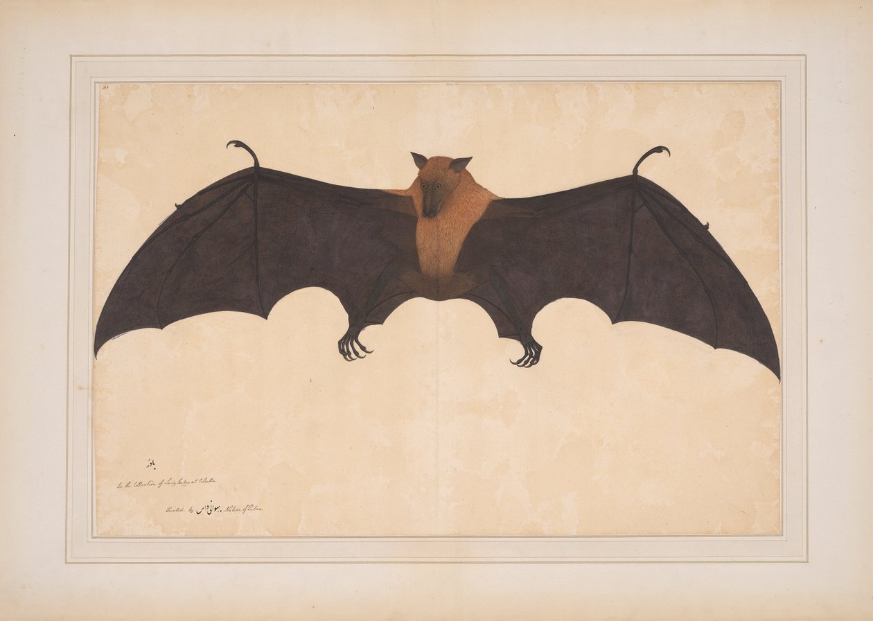 Eine große indische Flughund oder fliegende Box (Ptreopus Giganteus) von Bhawani Das