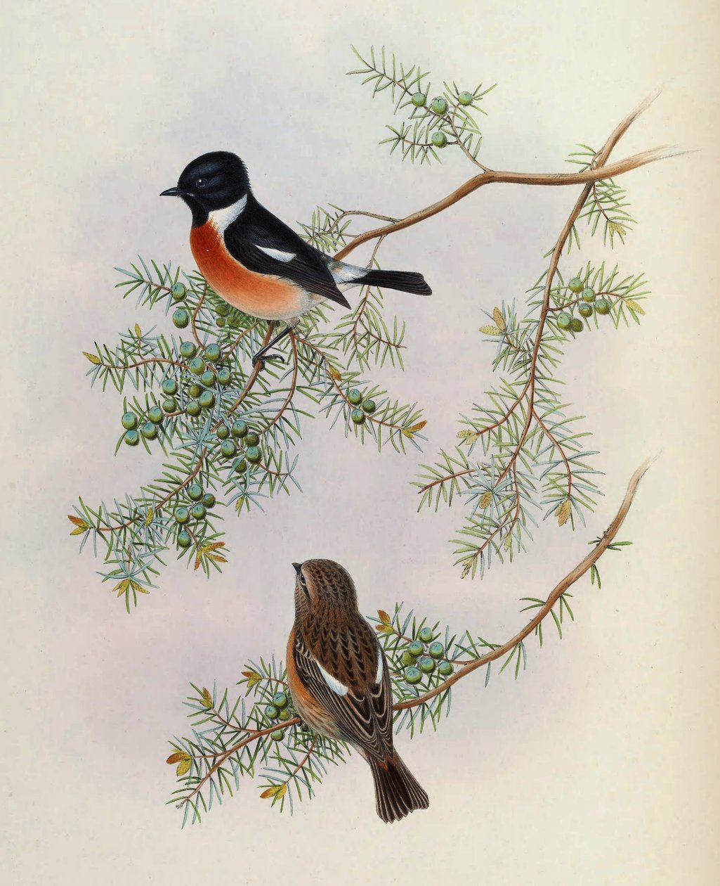 Saxicola maurus indicus, auf Juniperus formosana. Aus The Birds of Asia (John Gould), Band 4 von BirdsAsiaJohnGoIVGoul_0144.jpg