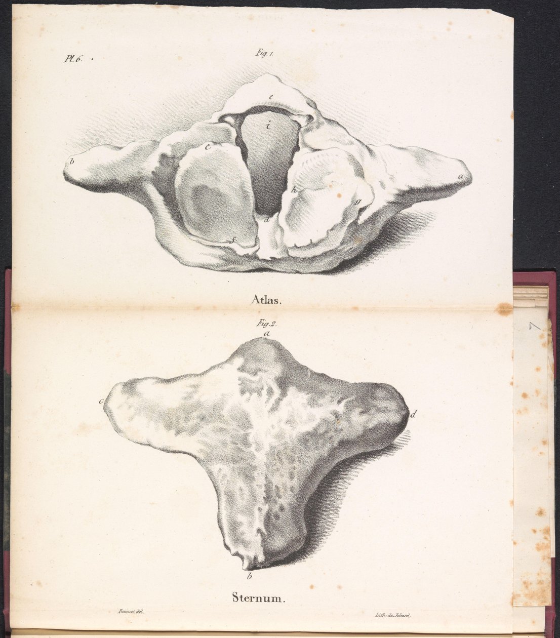 Atlas und Sternum des Wals, 1827 von Bossuet