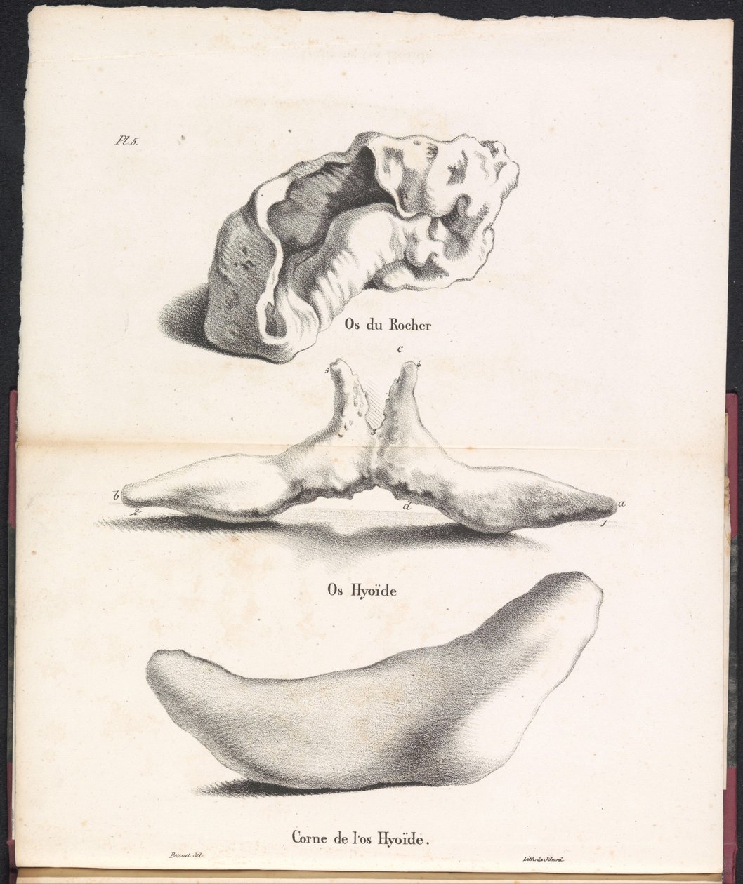 Drei Teile des Zungenbeins des Wals, 1827 von Bossuet