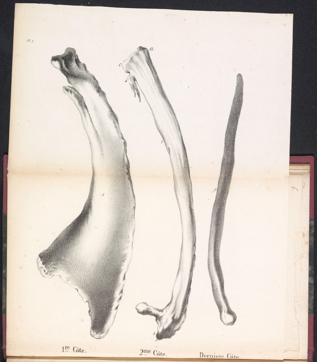 Drei Rippen des Wals, 1827 von Bossuet