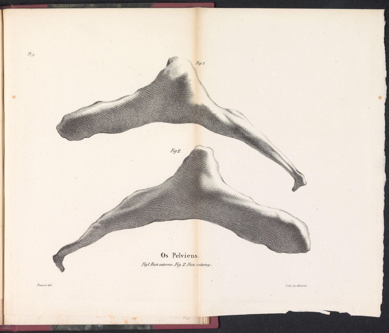 Hüftbein des Wals, 1827 von Bossuet