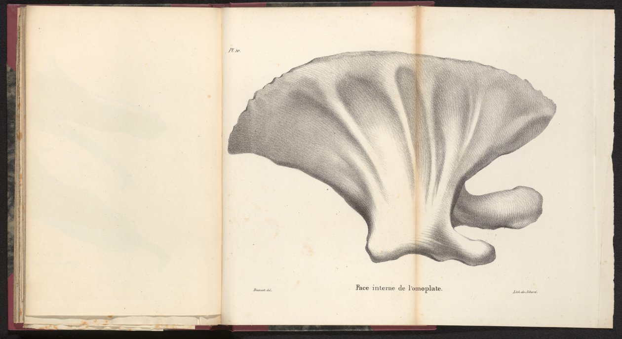 Schulterblatt des Wals, 1827 von Bossuet